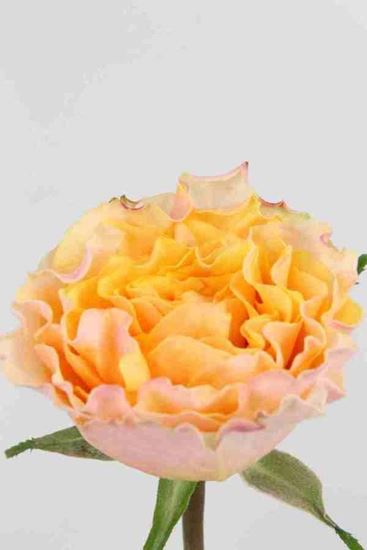 Picture of Rose UK Campanella Peach