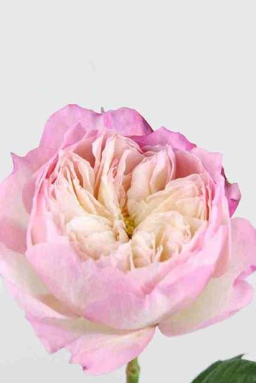 Picture of Rose UK Constance