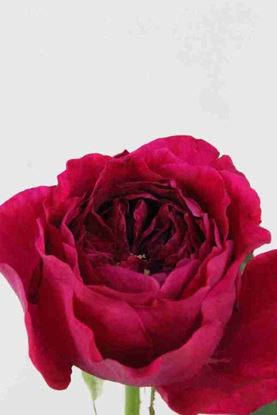 Picture of Rose UK Darcey