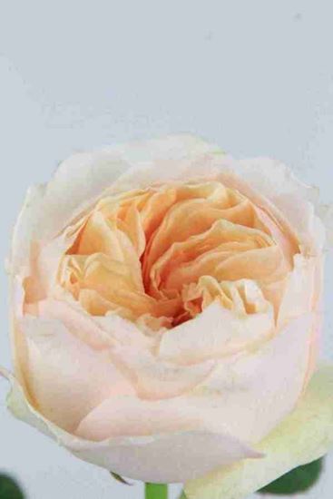 Picture of Rose UK Juliet