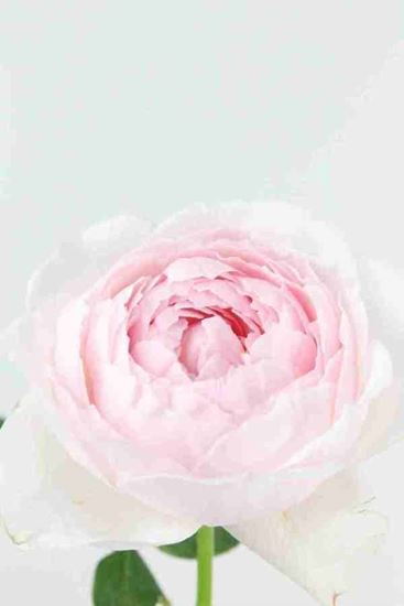 Picture of Rose UK Peony Pink