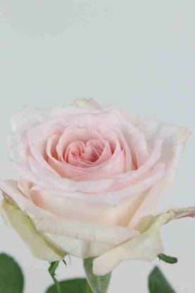 Picture of Rose UK Scented Pink Ohara