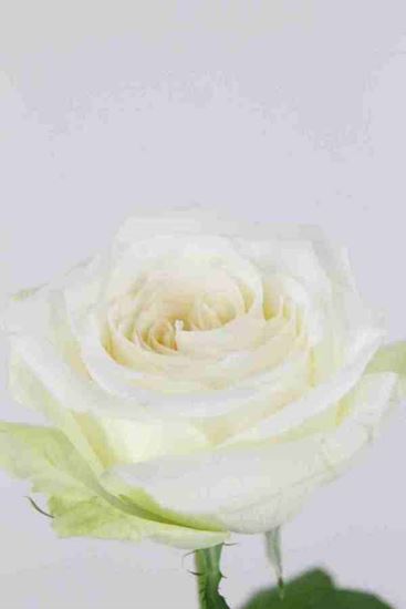 Picture of Rose UK White Ohara