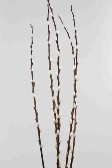 Picture of Salix Pussy Willow