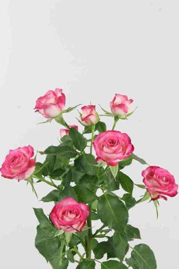 Picture of Spray Roses Safina
