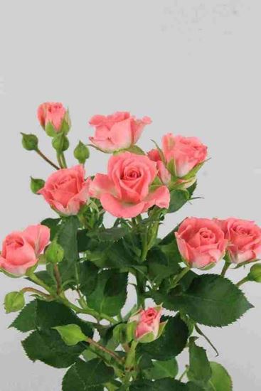 Picture of Spray Roses Sylvana