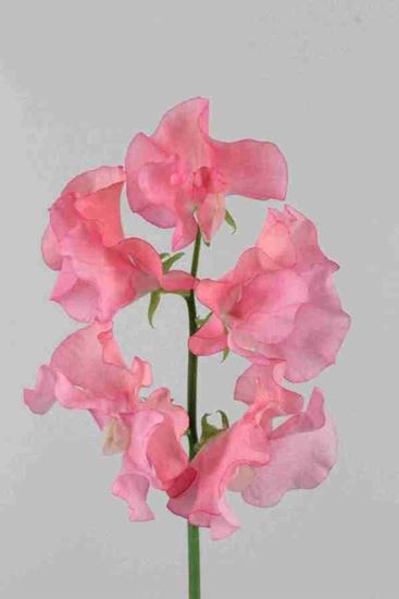 Picture of Sweet Pea Lathyrus Pink