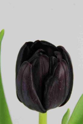 Picture of Tulip Black Jack