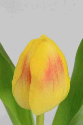 Picture of Tulip Brigetta