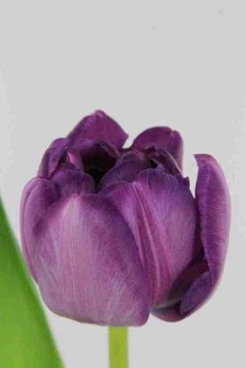 Picture of Tulip DB Diamond Purple