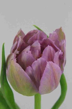 Picture of Tulip DB Double Price