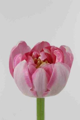 Picture of Tulip DB Starlight Pink