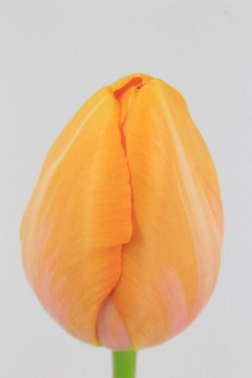 Picture of Tulip French Dordogne