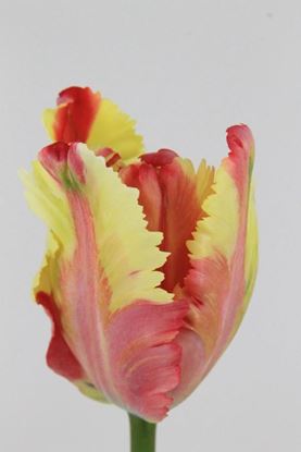Picture of Tulip French Flaming Parrot