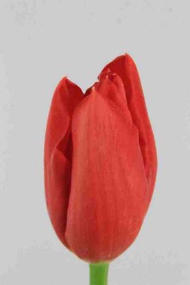 Picture of Tulip French Kingsblood