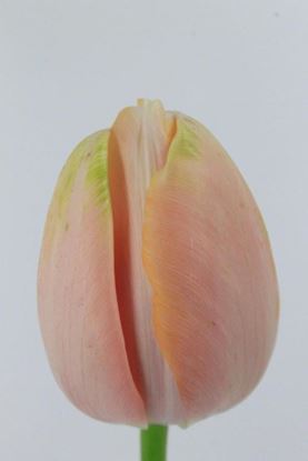 Picture of Tulip French Menton