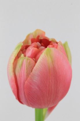 Picture of Tulip French Renown Unique