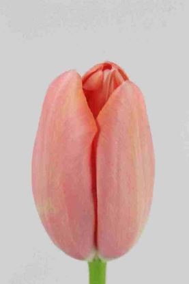 Picture of Tulip French Renown