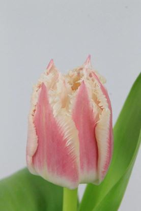 Picture of Tulip Frilly Bell Song