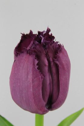 Picture of Tulip Frilly Gorilla