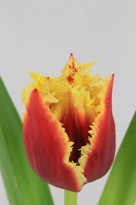 Picture of Tulip Frilly Highway
