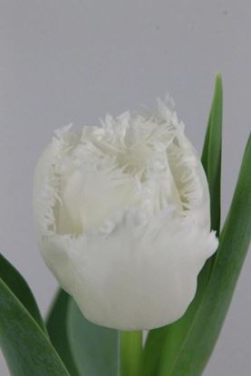 Picture of Tulip Frilly Honeymoon
