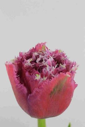 Picture of Tulip Frilly Mascotte