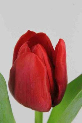 Picture of Tulip Ile de France
