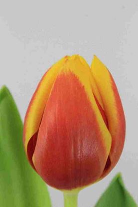 Picture of Tulip Kees Nellis