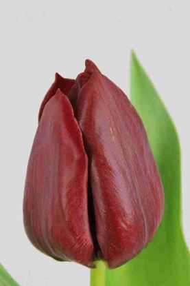 Picture of Tulip Pallada