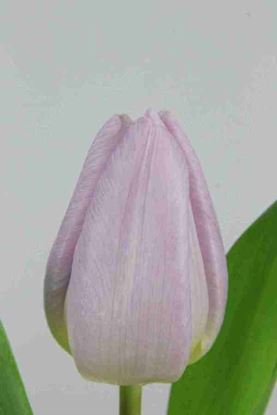 Picture of Tulip Si Candy Prince