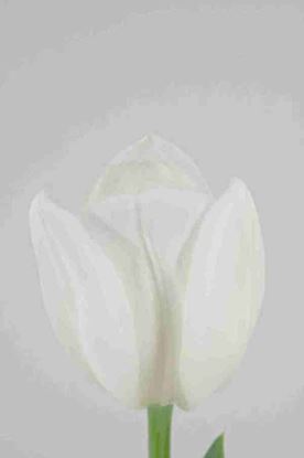 Picture of Tulip Silentia