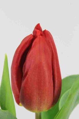 Picture of Tulip Strong Fire