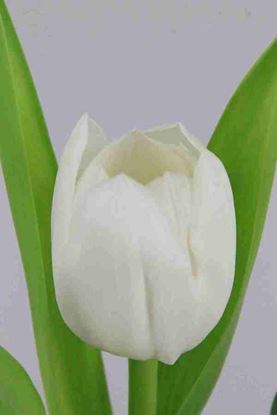 Picture of Tulip Royal Virgin