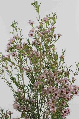 Picture of Waxflower Light Pink