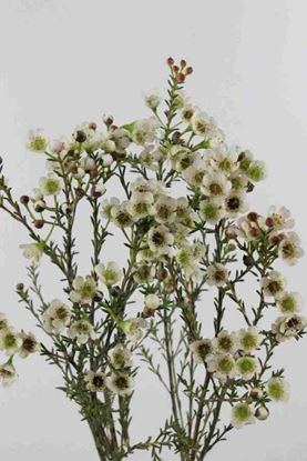 Picture of Waxflower White