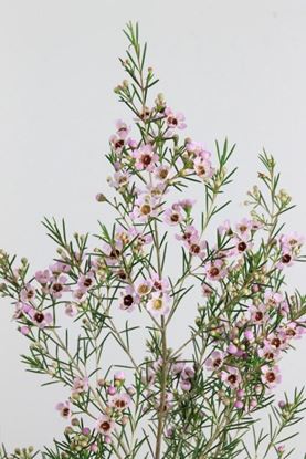 Picture of Waxflower Early Nir
