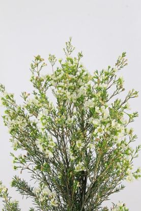 Picture of Waxflower Ivory Pearl