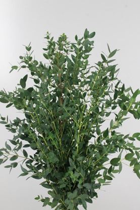 Picture of Eucalyptus Parvifolia