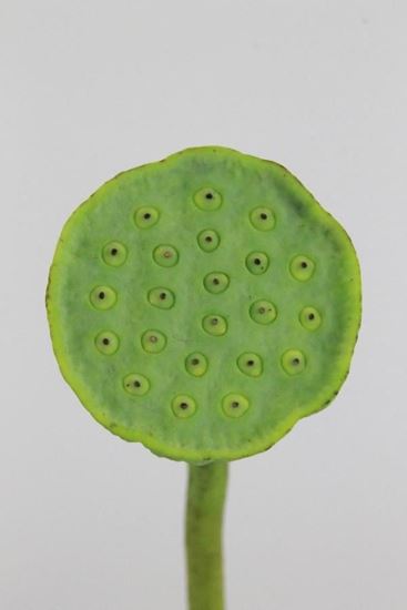 Picture of Lotus Seed Head