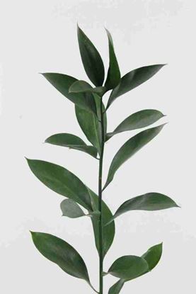 Picture of Ruscus, Hard
