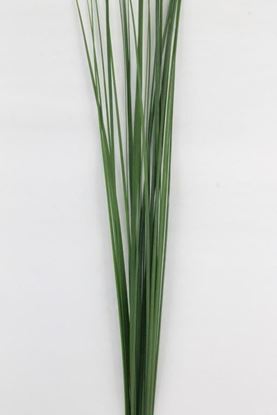 Picture of Steelgrass