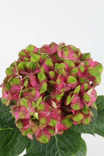 Picture of Hydrangea Greenfire