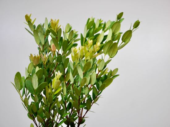 Picture of Eugenia Leaves