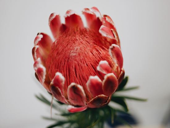 Picture of Protea Venus