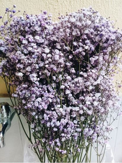 Picture of Dyed Gypsophilia