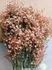 Picture of Dyed Gypsophilia