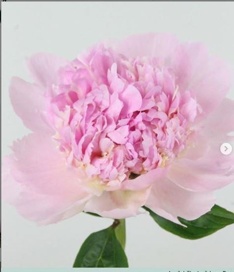 Picture of Peony Angel Cheeks